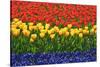 The Netherlands, Lisse. Close-up of flowers.-Jaynes Gallery-Stretched Canvas