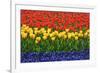 The Netherlands, Lisse. Close-up of flowers.-Jaynes Gallery-Framed Premium Photographic Print