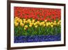 The Netherlands, Lisse. Close-up of flowers.-Jaynes Gallery-Framed Premium Photographic Print