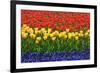 The Netherlands, Lisse. Close-up of flowers.-Jaynes Gallery-Framed Premium Photographic Print