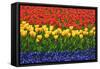The Netherlands, Lisse. Close-up of flowers.-Jaynes Gallery-Framed Stretched Canvas