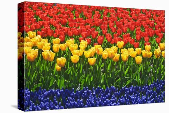 The Netherlands, Lisse. Close-up of flowers.-Jaynes Gallery-Stretched Canvas