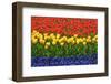 The Netherlands, Lisse. Close-up of flowers.-Jaynes Gallery-Framed Photographic Print