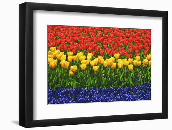 The Netherlands, Lisse. Close-up of flowers.-Jaynes Gallery-Framed Photographic Print