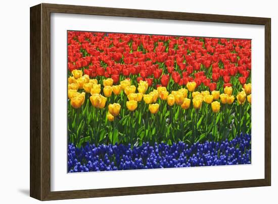 The Netherlands, Lisse. Close-up of flowers.-Jaynes Gallery-Framed Photographic Print