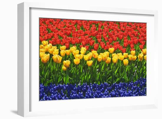 The Netherlands, Lisse. Close-up of flowers.-Jaynes Gallery-Framed Photographic Print