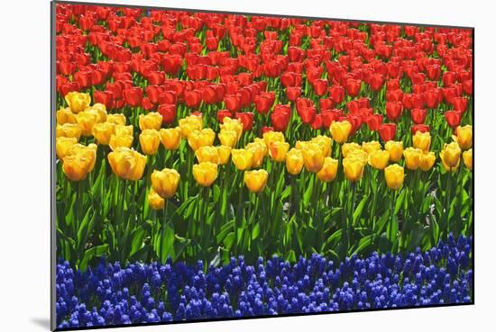 The Netherlands, Lisse. Close-up of flowers.-Jaynes Gallery-Mounted Photographic Print