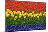 The Netherlands, Lisse. Close-up of flowers.-Jaynes Gallery-Mounted Photographic Print