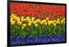 The Netherlands, Lisse. Close-up of flowers.-Jaynes Gallery-Framed Photographic Print