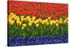 The Netherlands, Lisse. Close-up of flowers.-Jaynes Gallery-Stretched Canvas