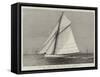 The New American Steel Sloop Yacht Volunteer-null-Framed Stretched Canvas