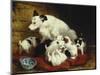 The New Arrivals, 19th Century-Henriette Ronner Knip-Mounted Giclee Print