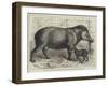 The New-Born Tapir and its Mother, in the Zoological Society's Gardens-null-Framed Giclee Print