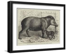 The New-Born Tapir and its Mother, in the Zoological Society's Gardens-null-Framed Giclee Print