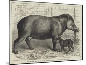 The New-Born Tapir and its Mother, in the Zoological Society's Gardens-null-Mounted Giclee Print