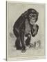 The New Chimpanzee at the Zoological Gardens-null-Stretched Canvas