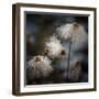 The New Dress-Shenshen Dou-Framed Premium Photographic Print