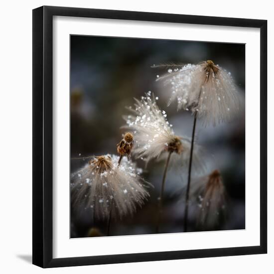 The New Dress-Shenshen Dou-Framed Premium Photographic Print