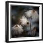 The New Dress-Shenshen Dou-Framed Premium Photographic Print