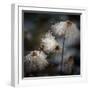 The New Dress-Shenshen Dou-Framed Premium Photographic Print