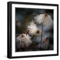 The New Dress-Shenshen Dou-Framed Photographic Print