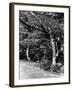 The New Forest-Fred Musto-Framed Photographic Print