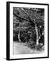 The New Forest-Fred Musto-Framed Photographic Print