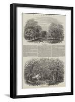 The New Forest-Samuel Read-Framed Giclee Print