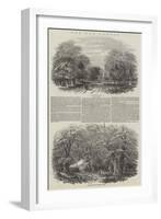 The New Forest-Samuel Read-Framed Giclee Print