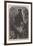 The New Monkey in the Zoological Society's Gardens, Regent's Park-null-Framed Giclee Print