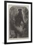 The New Monkey in the Zoological Society's Gardens, Regent's Park-null-Framed Giclee Print