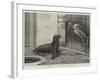 The New Neighbour, Cape Sea Lion and Adjutant Bird-Henry Stacey Marks-Framed Giclee Print