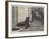 The New Neighbour, Cape Sea Lion and Adjutant Bird-Henry Stacey Marks-Framed Giclee Print