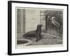 The New Neighbour, Cape Sea Lion and Adjutant Bird-Henry Stacey Marks-Framed Giclee Print