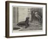 The New Neighbour, Cape Sea Lion and Adjutant Bird-Henry Stacey Marks-Framed Giclee Print