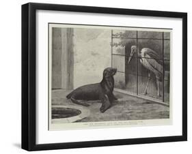 The New Neighbour, Cape Sea Lion and Adjutant Bird-Henry Stacey Marks-Framed Giclee Print