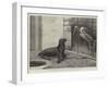 The New Neighbour, Cape Sea Lion and Adjutant Bird-Henry Stacey Marks-Framed Giclee Print