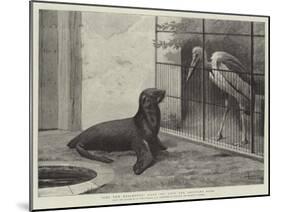 The New Neighbour, Cape Sea Lion and Adjutant Bird-Henry Stacey Marks-Mounted Giclee Print