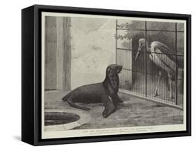 The New Neighbour, Cape Sea Lion and Adjutant Bird-Henry Stacey Marks-Framed Stretched Canvas