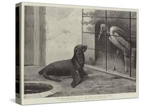 The New Neighbour, Cape Sea Lion and Adjutant Bird-Henry Stacey Marks-Stretched Canvas