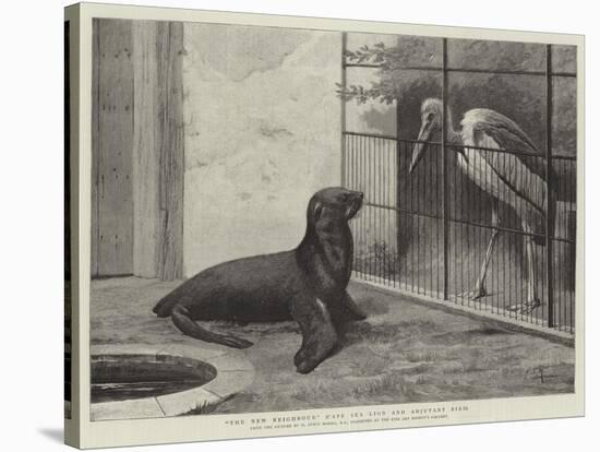 The New Neighbour, Cape Sea Lion and Adjutant Bird-Henry Stacey Marks-Stretched Canvas