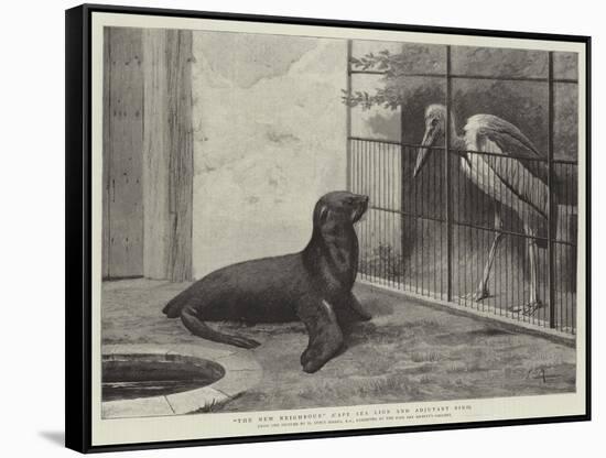 The New Neighbour, Cape Sea Lion and Adjutant Bird-Henry Stacey Marks-Framed Stretched Canvas