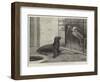 The New Neighbour, Cape Sea Lion and Adjutant Bird-Henry Stacey Marks-Framed Giclee Print