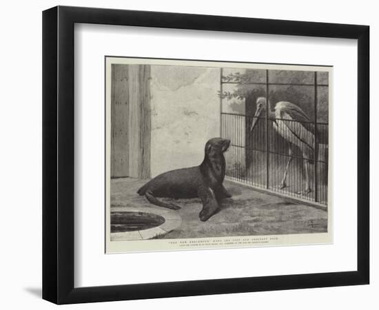 The New Neighbour, Cape Sea Lion and Adjutant Bird-Henry Stacey Marks-Framed Giclee Print