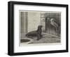 The New Neighbour, Cape Sea Lion and Adjutant Bird-Henry Stacey Marks-Framed Giclee Print