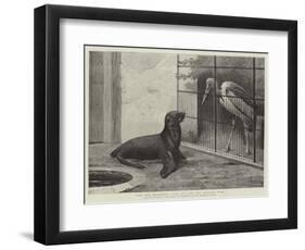 The New Neighbour, Cape Sea Lion and Adjutant Bird-Henry Stacey Marks-Framed Giclee Print