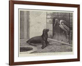 The New Neighbour, Cape Sea Lion and Adjutant Bird-Henry Stacey Marks-Framed Giclee Print