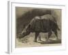 The New Rhinoceros in the Gardens of the Zoological Society-null-Framed Giclee Print