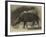 The New Rhinoceros in the Gardens of the Zoological Society-null-Framed Giclee Print