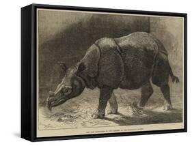The New Rhinoceros in the Gardens of the Zoological Society-null-Framed Stretched Canvas